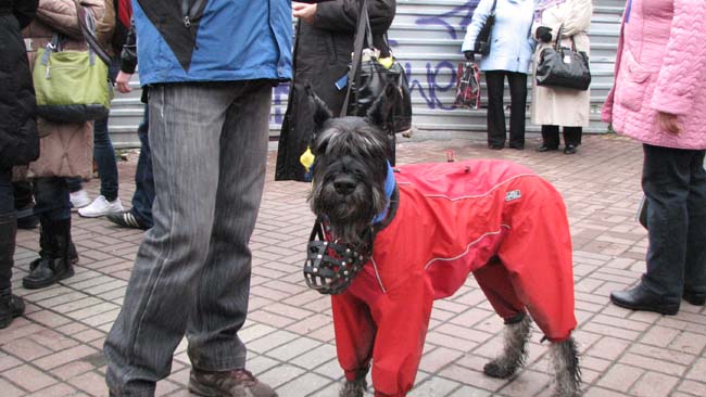 Фото «Конфликты и законы» may15